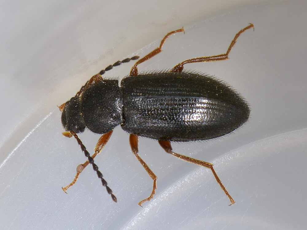 Mycetochara linearis, femmina - Tenebrionidae